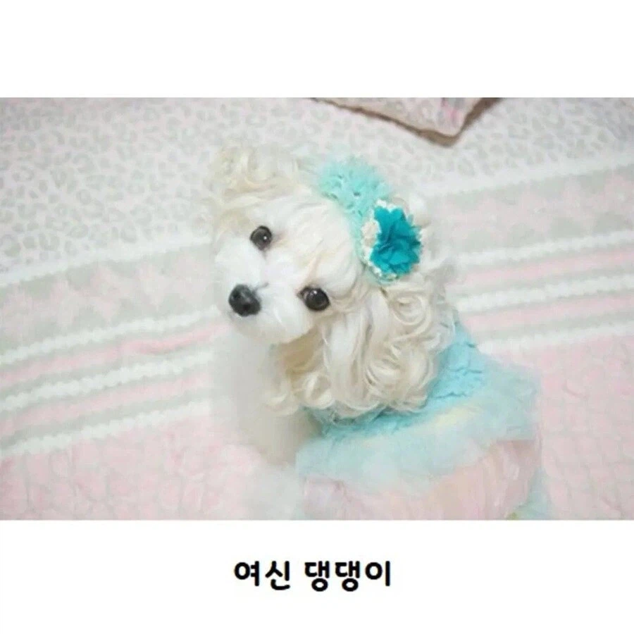 웨이브펌 잘 나온 강아지 | 인스티즈