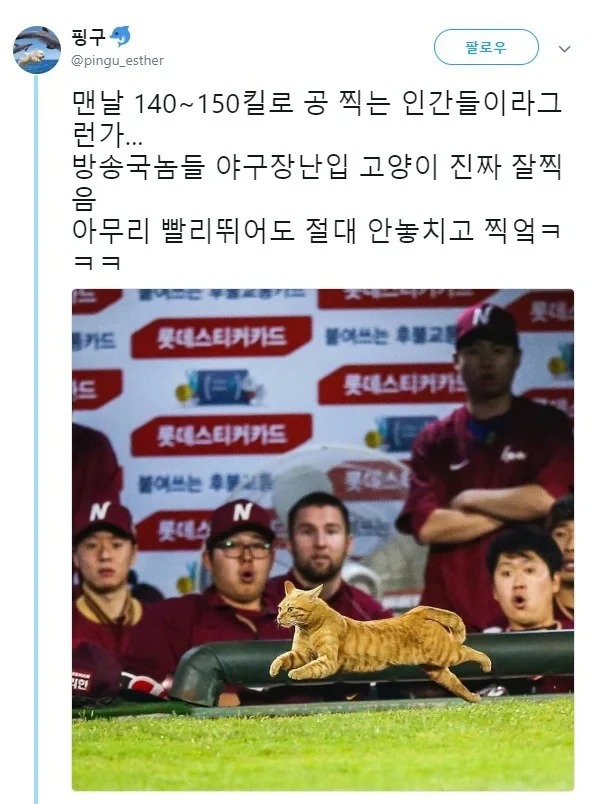 고양이 사진을 가장 잘 찍는 사람들 | 인스티즈