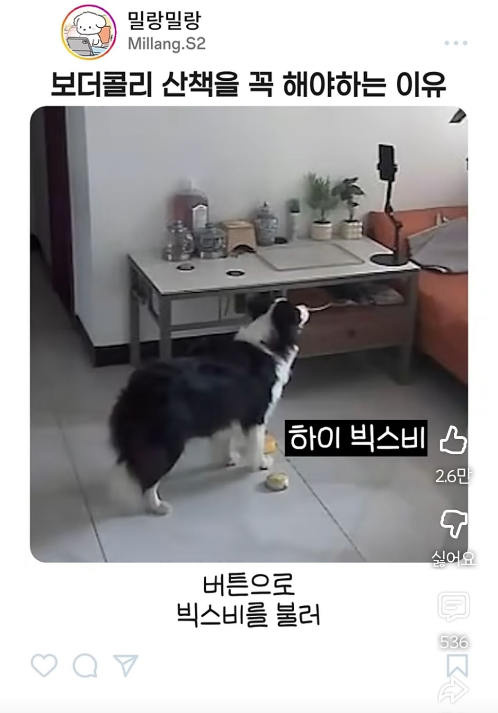 아빠가 산책 안시켜주니까 엄마한테 전화걸어서 일러 바치는 보더콜리 | 인스티즈