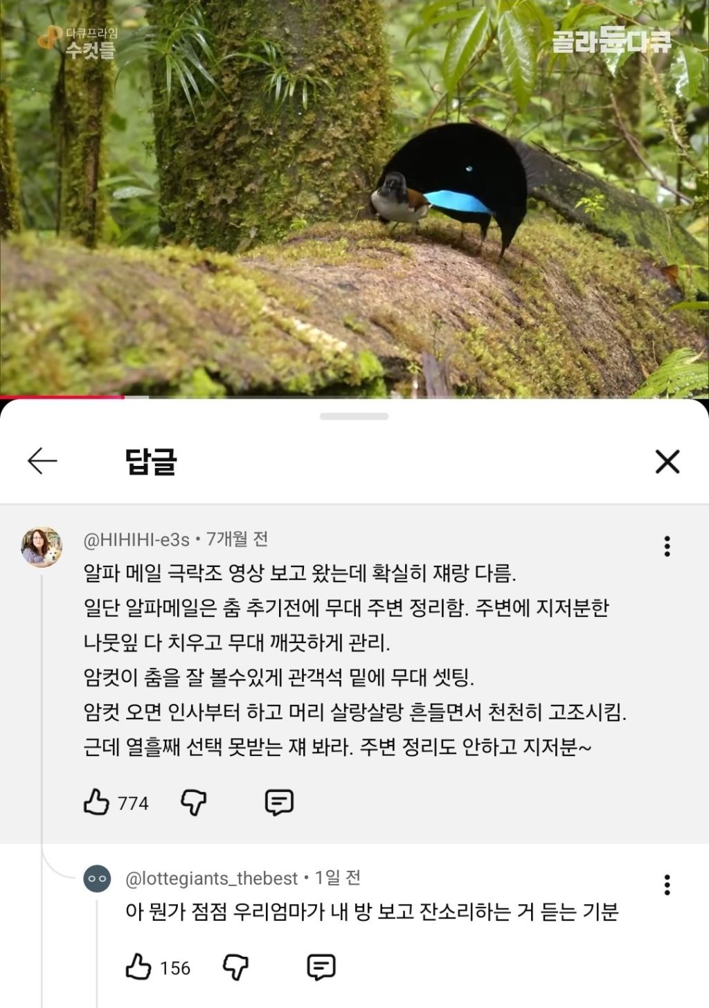 선택받은 극락조와 그렇지 않은 극락조의 차이 | 인스티즈