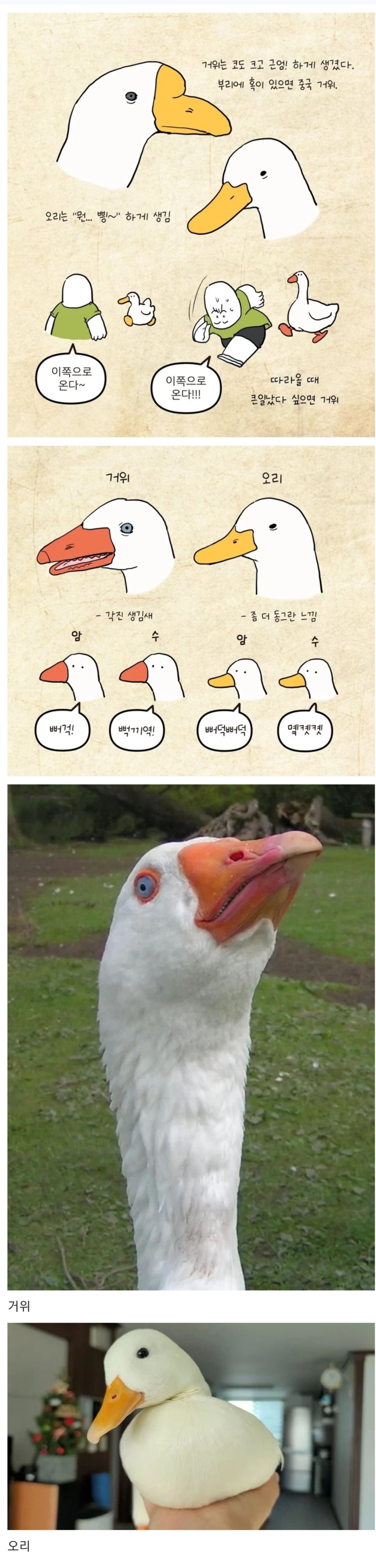 거위와 오리 구분하기 | 인스티즈