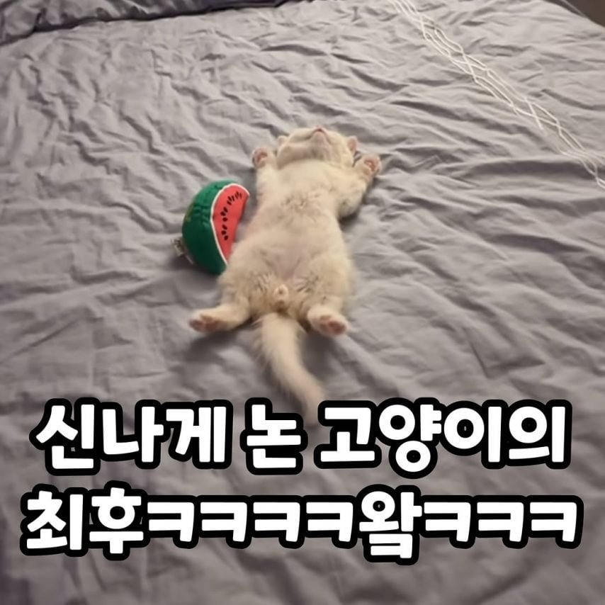 신나게 논 고양이 | 인스티즈