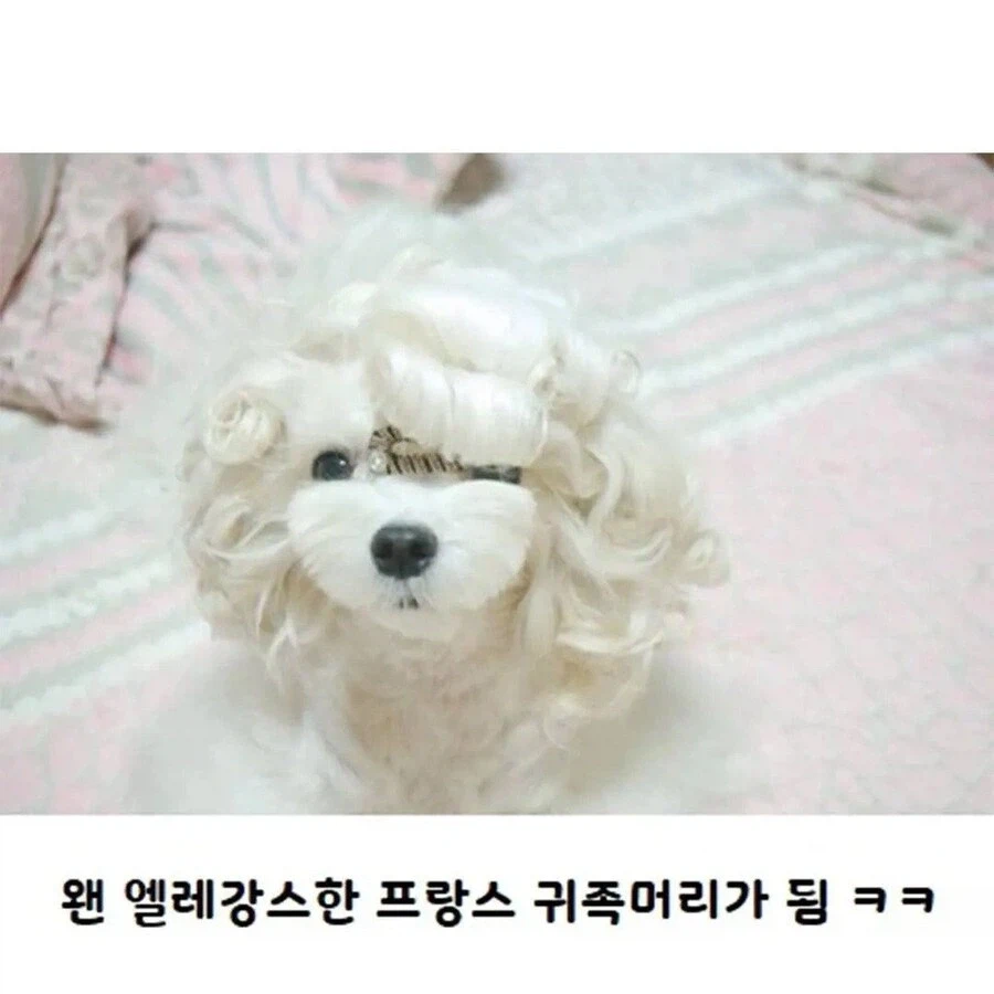웨이브펌 잘 나온 강아지 | 인스티즈