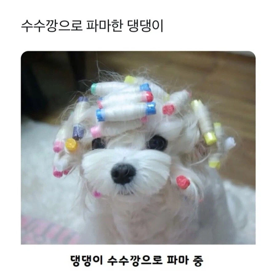 웨이브펌 잘 나온 강아지 | 인스티즈