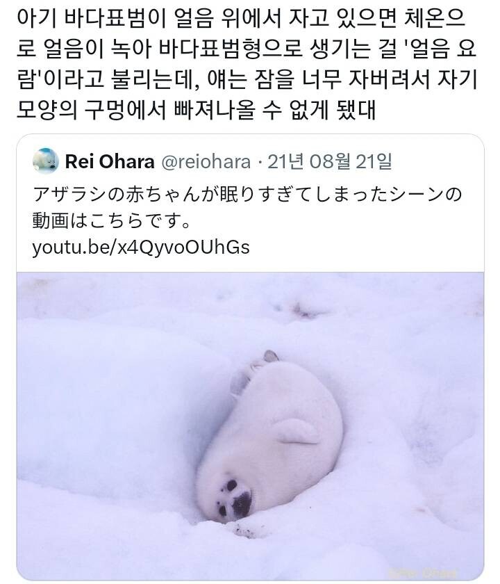 아기 바다 표범의 '얼음 요람' | 인스티즈
