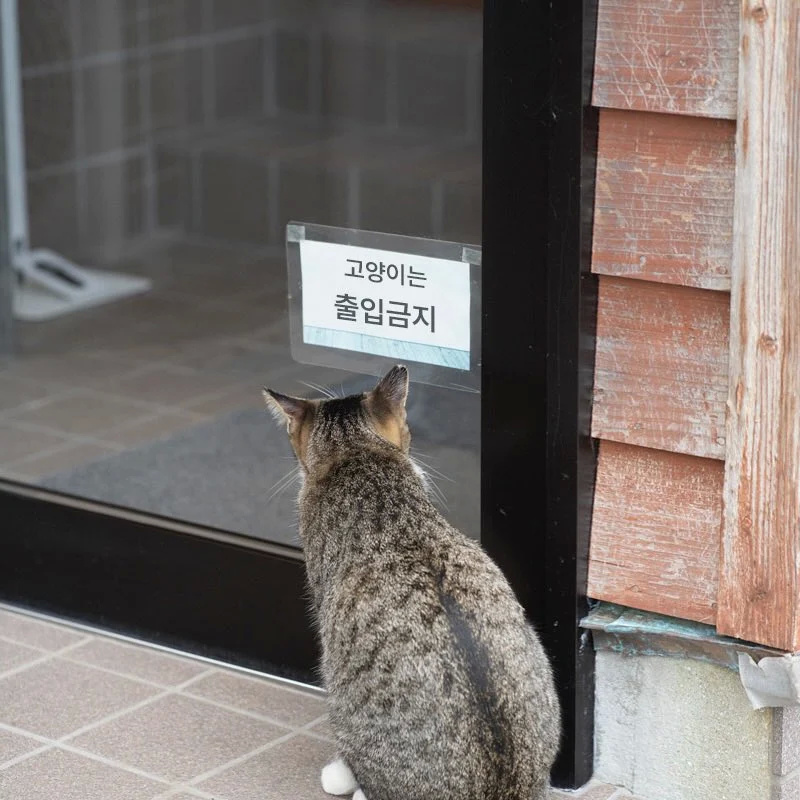 🦊달려! 이 사실을 공주님께 전해야 해! | 인스티즈