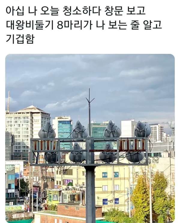 창문 쳐다보는 비둘기 8마리 | 인스티즈