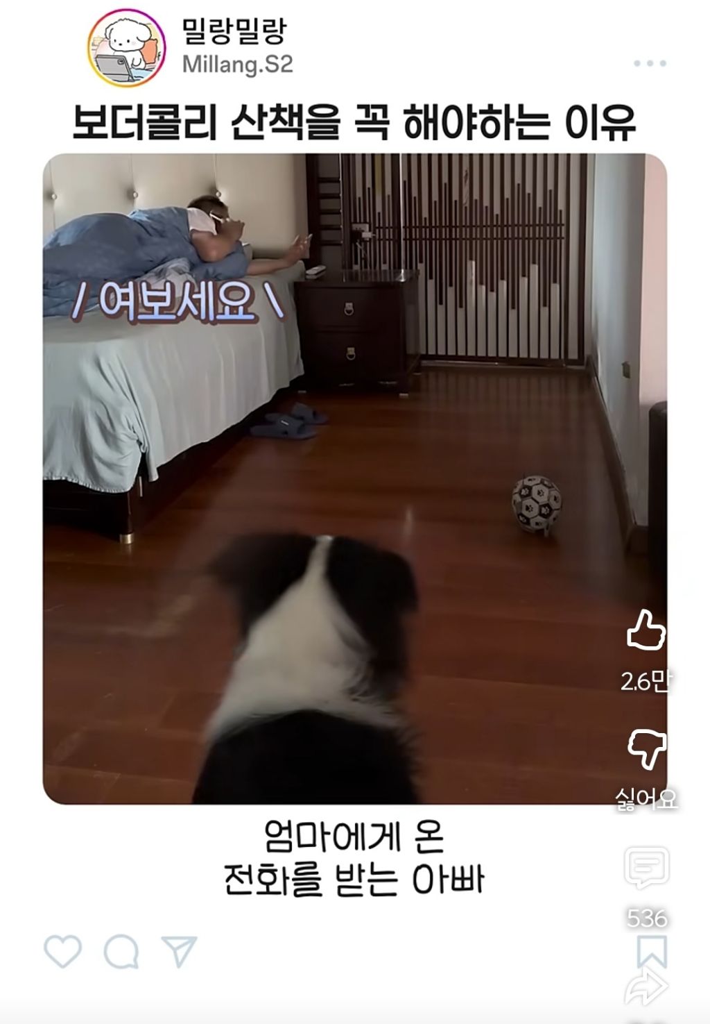아빠가 산책 안시켜주니까 엄마한테 전화걸어서 일러 바치는 보더콜리 | 인스티즈