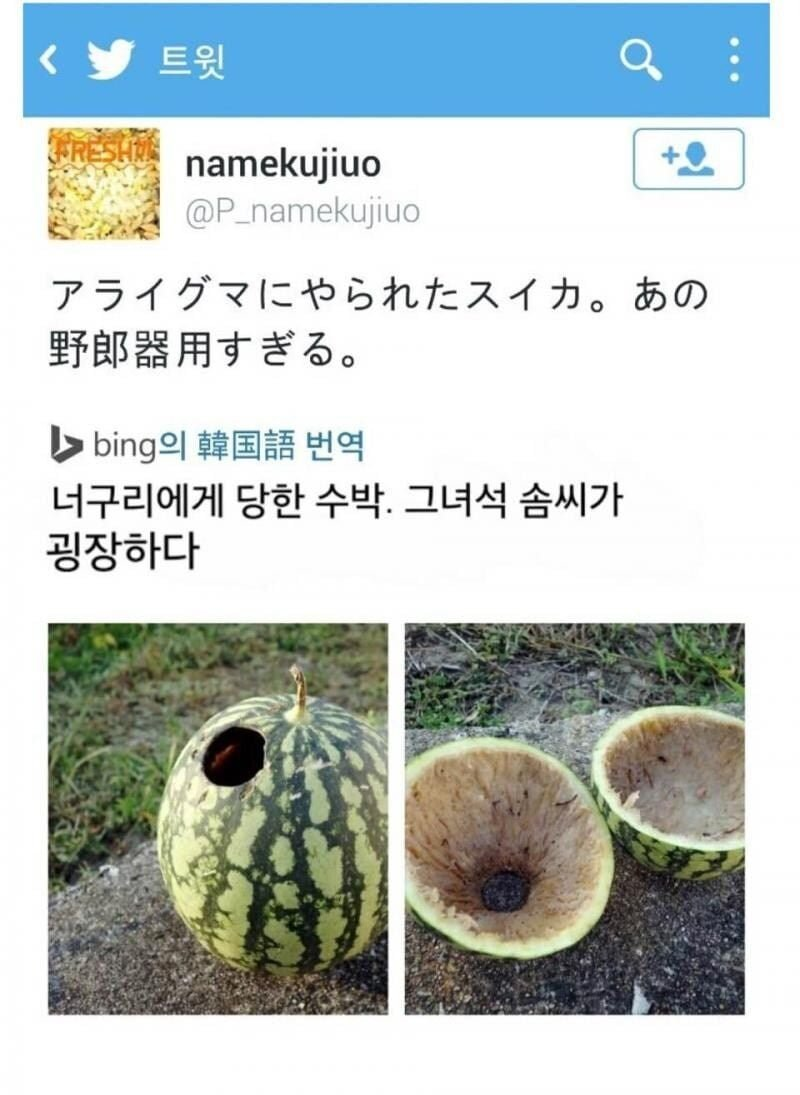 너구리에게 당한 수박 | 인스티즈