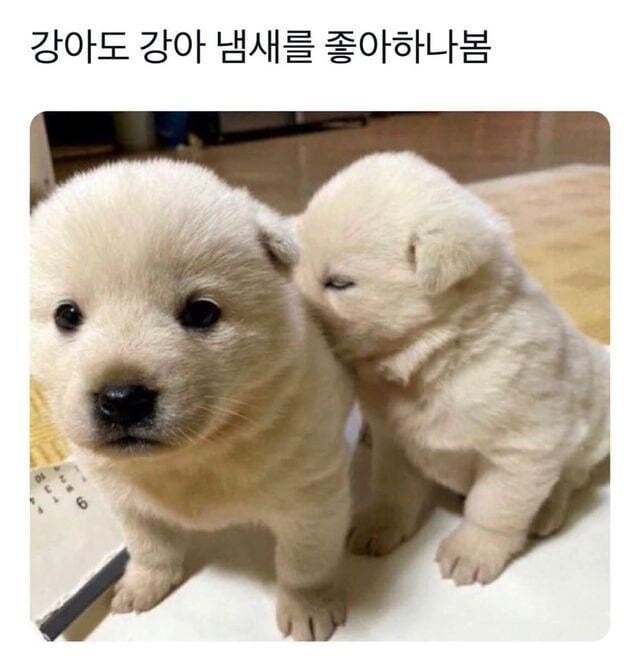 아기 강아지도 참을 수 없는 것 | 인스티즈