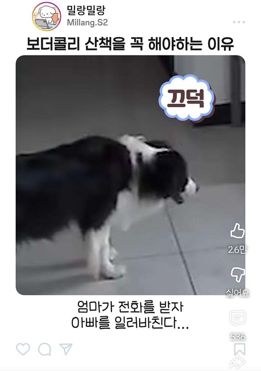 아빠가 산책 안시켜주니까 엄마한테 전화걸어서 일러 바치는 보더콜리 | 인스티즈
