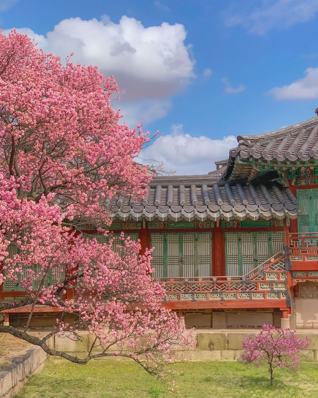 따듯해졌다 싶으면, 창덕궁을 가보자 | 인스티즈