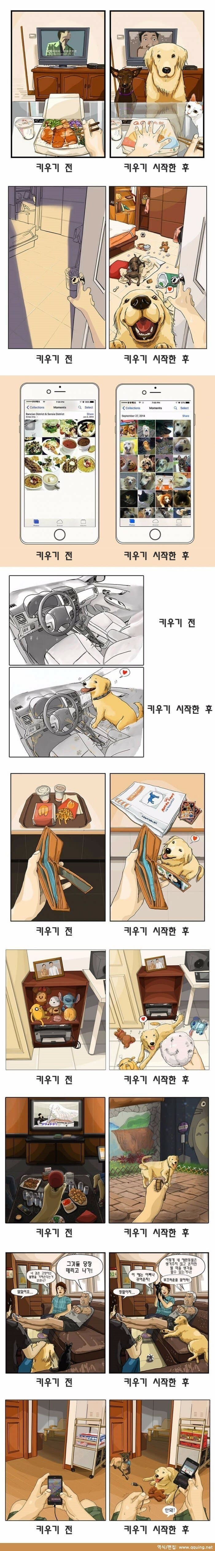 강아지 키우기 전후 | 인스티즈