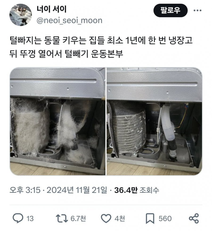 털 빠지는 동물 키우는 집에서 확인해야할 것 | 인스티즈