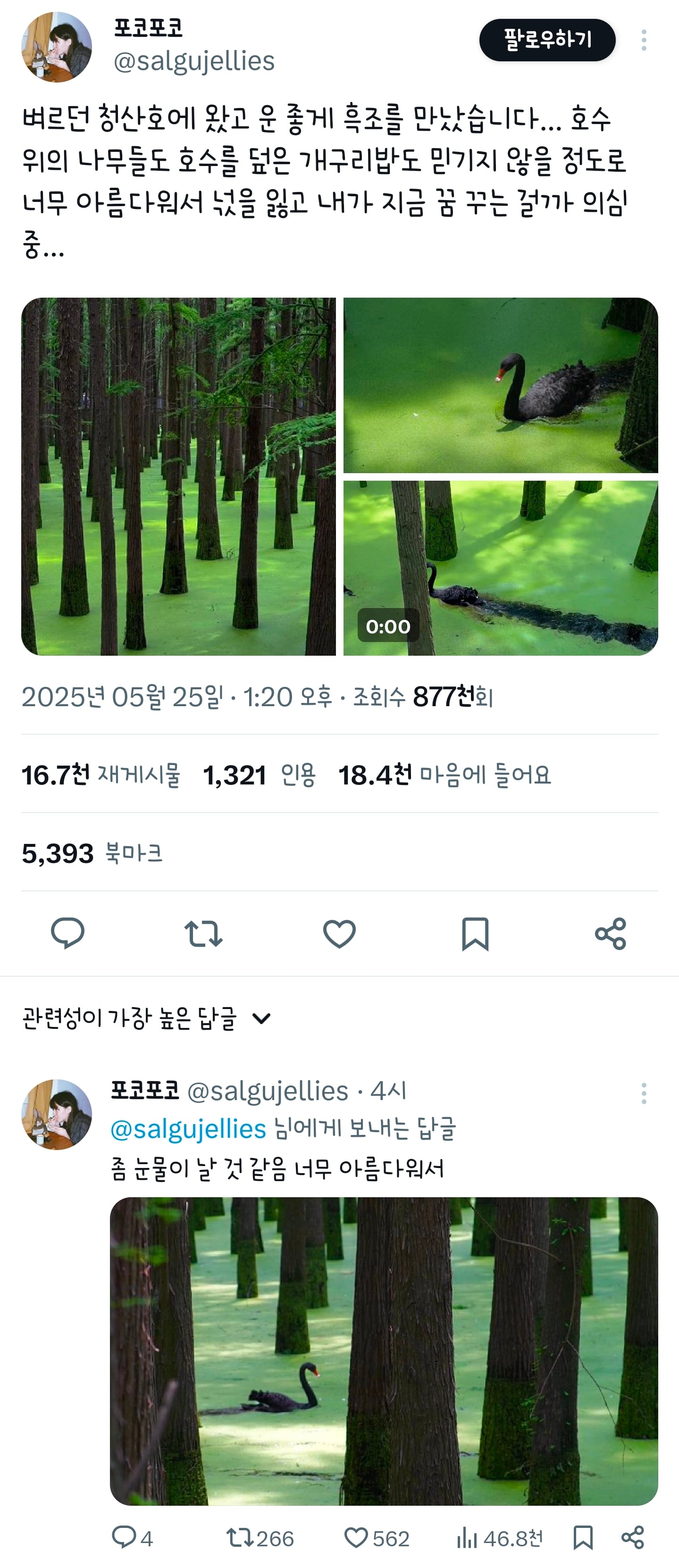 항저우 청산호에서 발견된 흑조 | 인스티즈