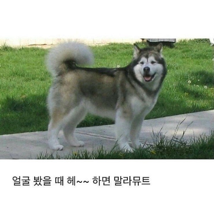 말라뮤트, 허스키 구분법 | 인스티즈