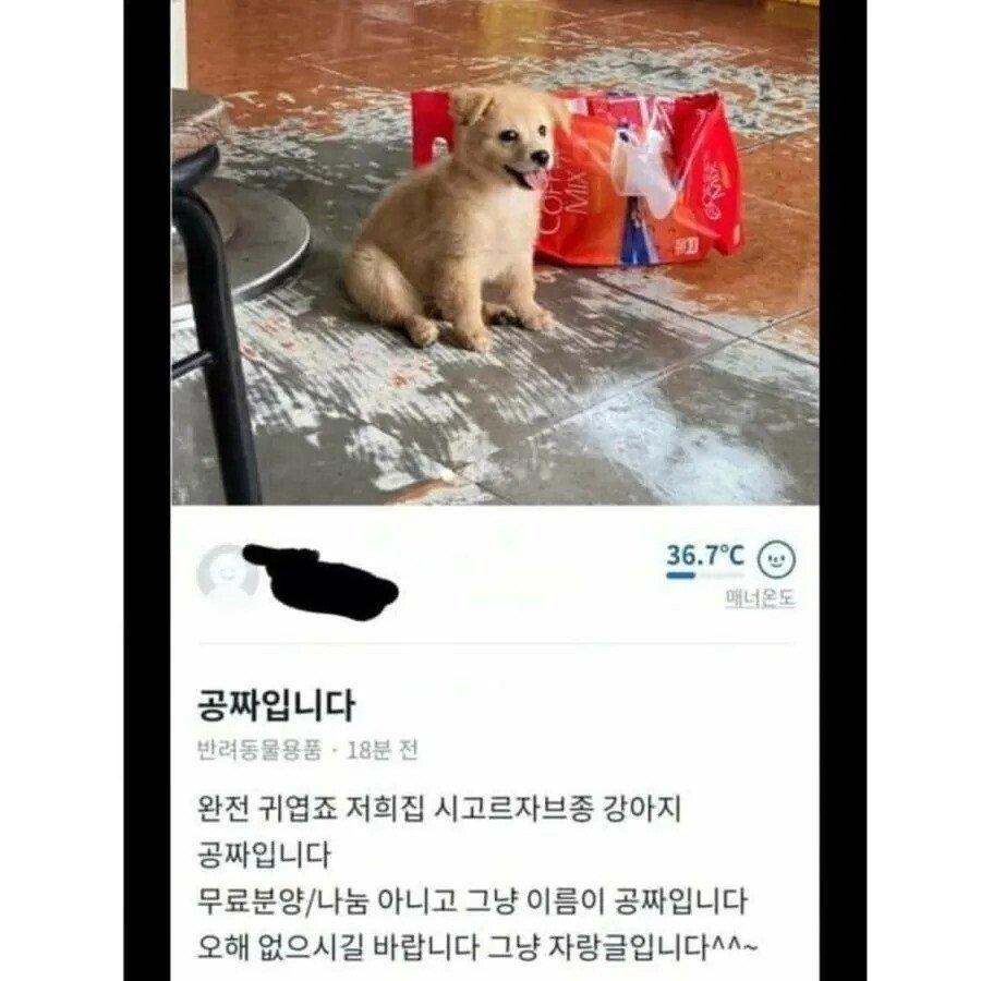 당근마켓에 올라온 공짜 시골 강아지 | 인스티즈