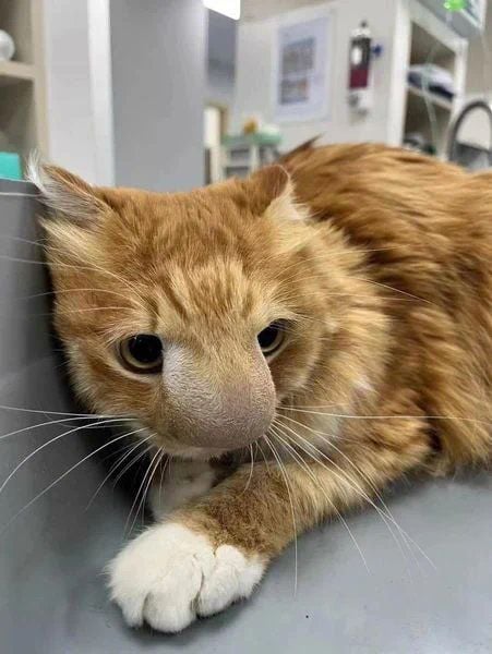 꿀벌이랑 신나게 논 고양이 | 인스티즈