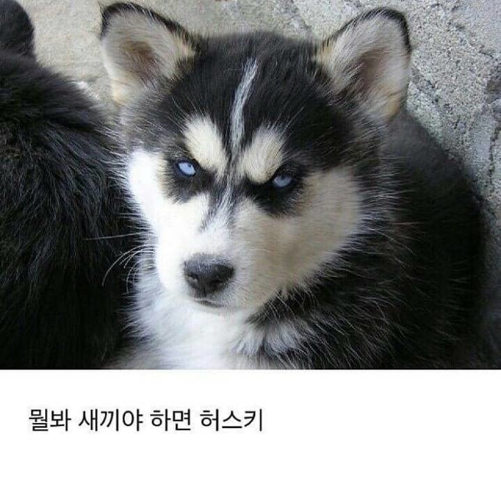 말라뮤트, 허스키 구분법 | 인스티즈