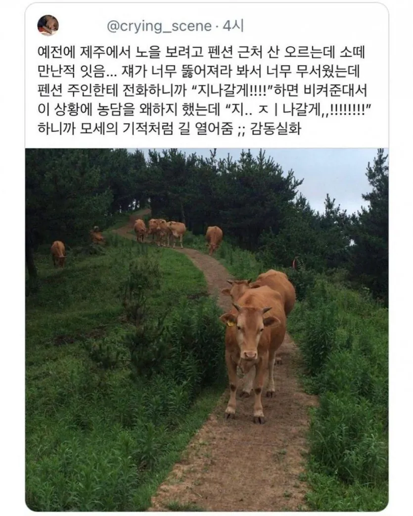 제주에서 소떼를 만났을때 대처법 | 인스티즈
