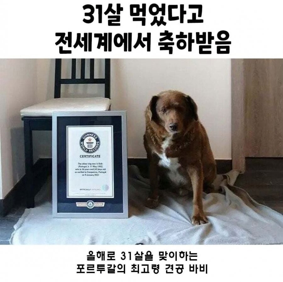 31살 먹었다고 전세계에서 축하받음 | 인스티즈