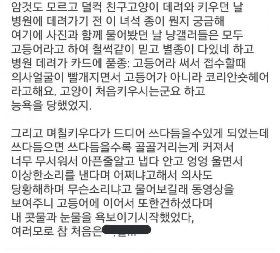 고양이 처음 키워본 사람 후기 | 인스티즈