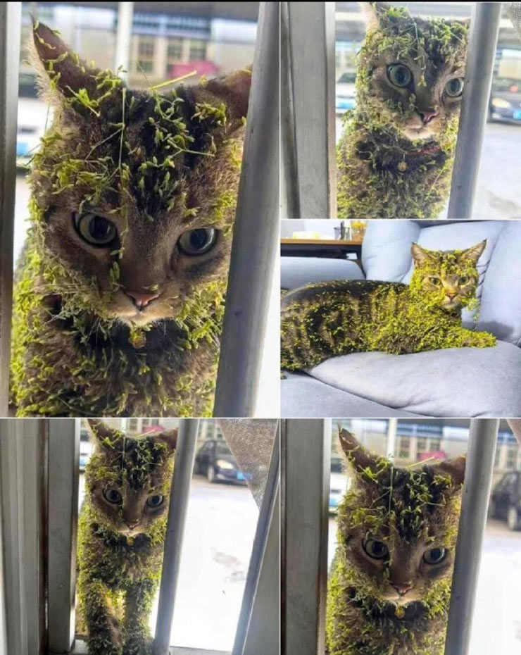 전술훈련 마치고 돌아온 고양이 | 인스티즈