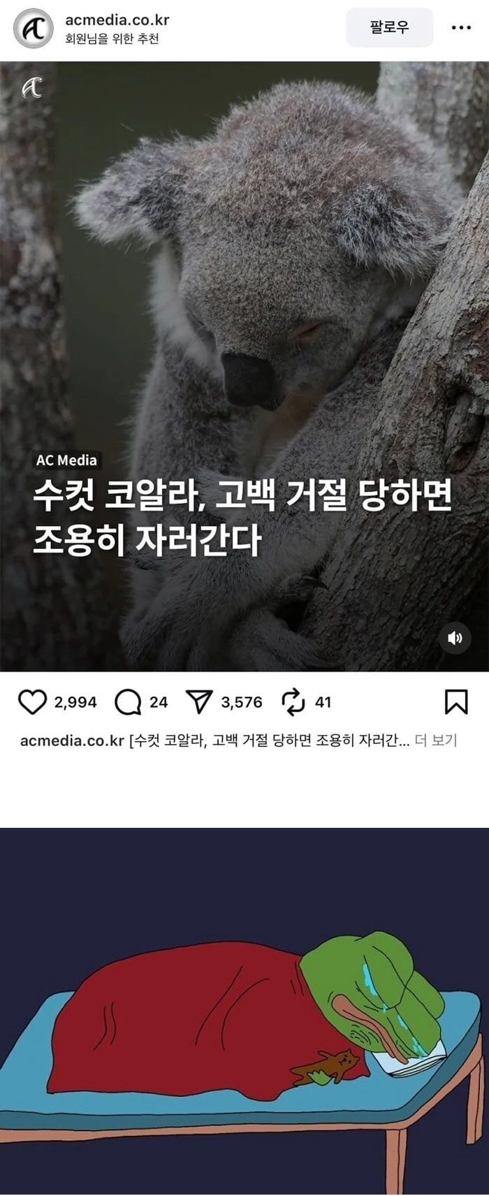 수컷 코알라가 고백 거절 당하면 | 인스티즈