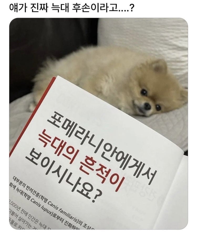 늑대의 후손 개 | 인스티즈
