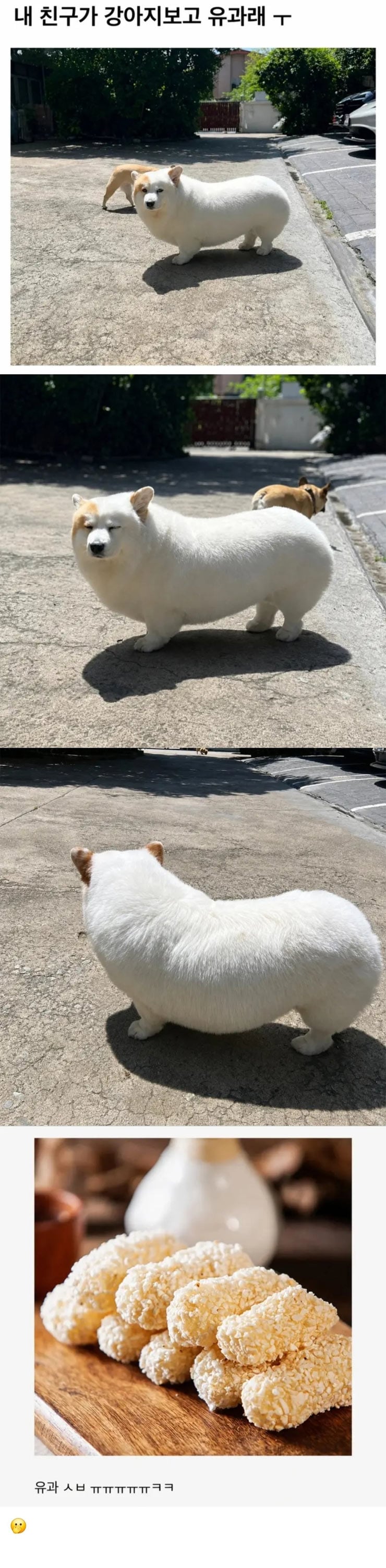 유과 강아지 | 인스티즈