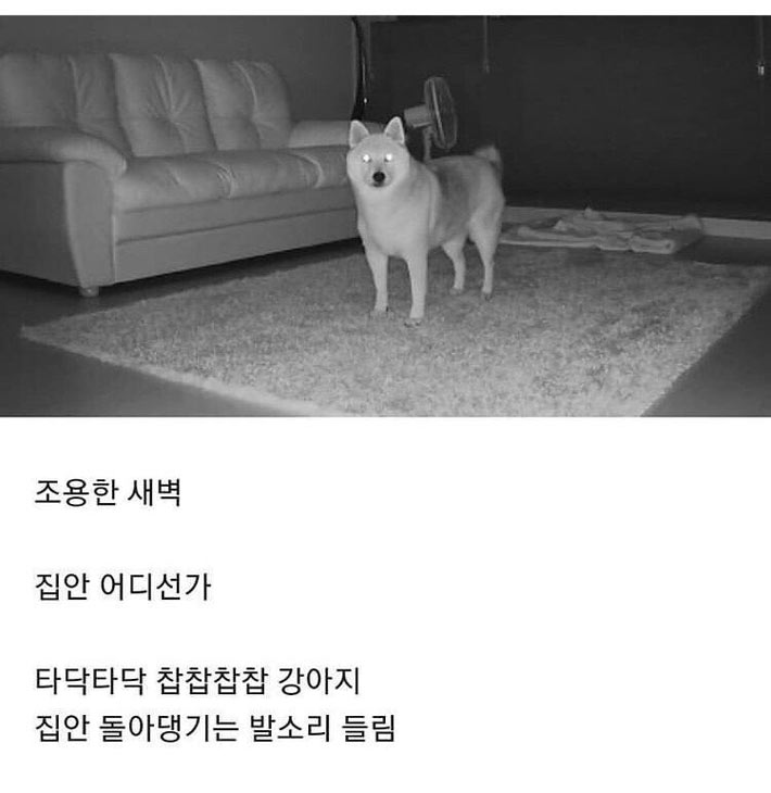 강아지 있는 집 특 | 인스티즈