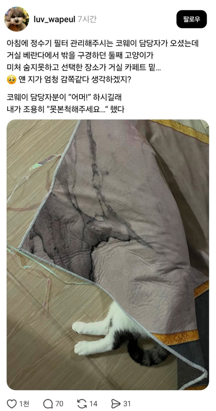 감쪽같이 숨은 고양이 | 인스티즈