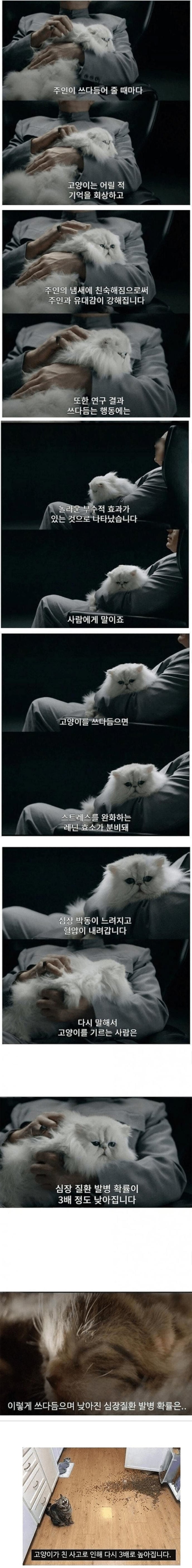 고양이가 심장 질환 발병에 미치는 영향 | 인스티즈