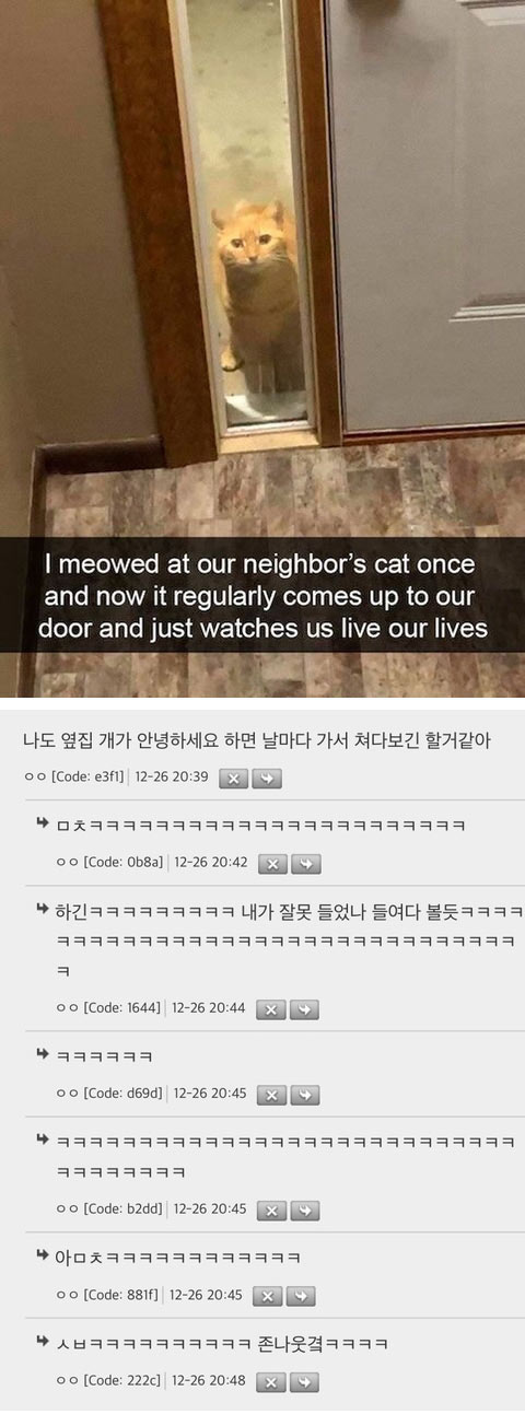 옆집 고양이에게 야옹~인사 했더니 | 인스티즈