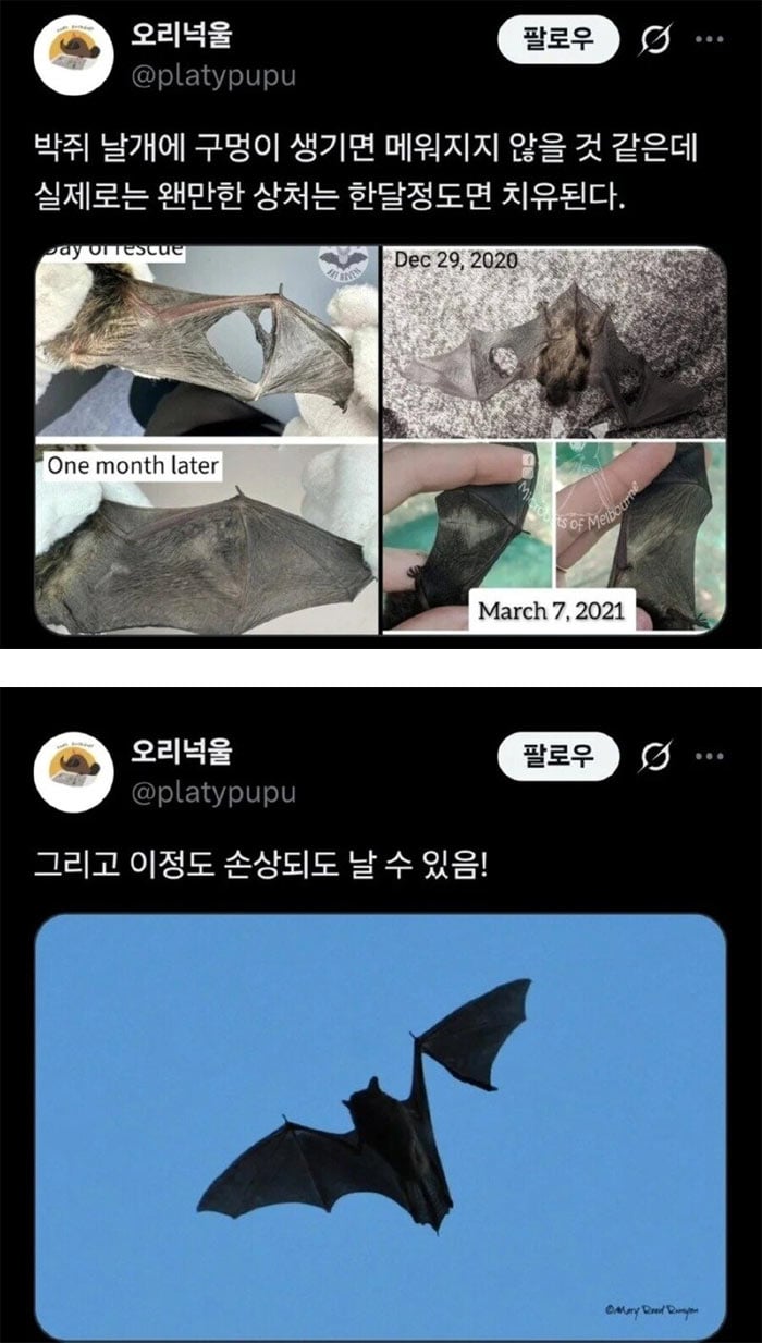 박쥐 날개의 비밀 | 인스티즈