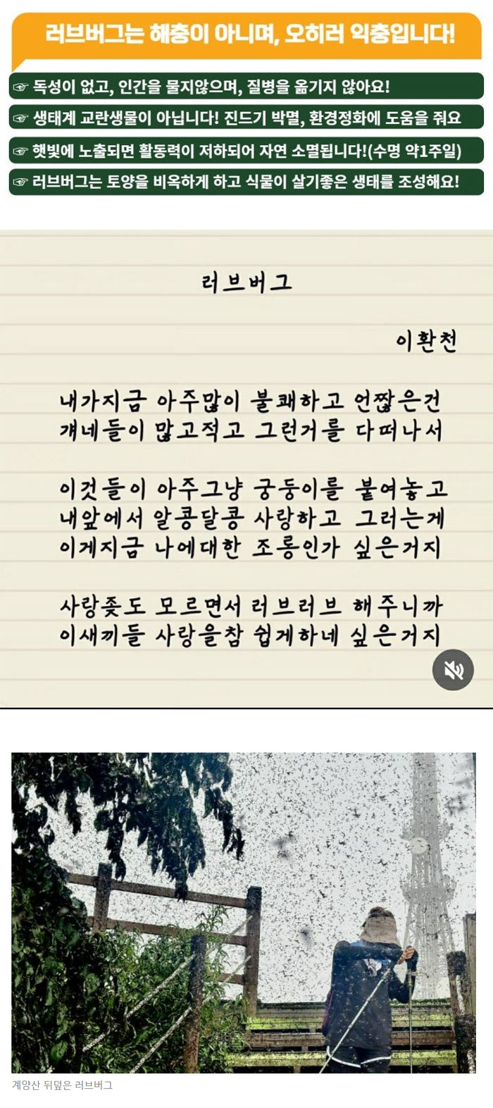 러브 버그 | 인스티즈