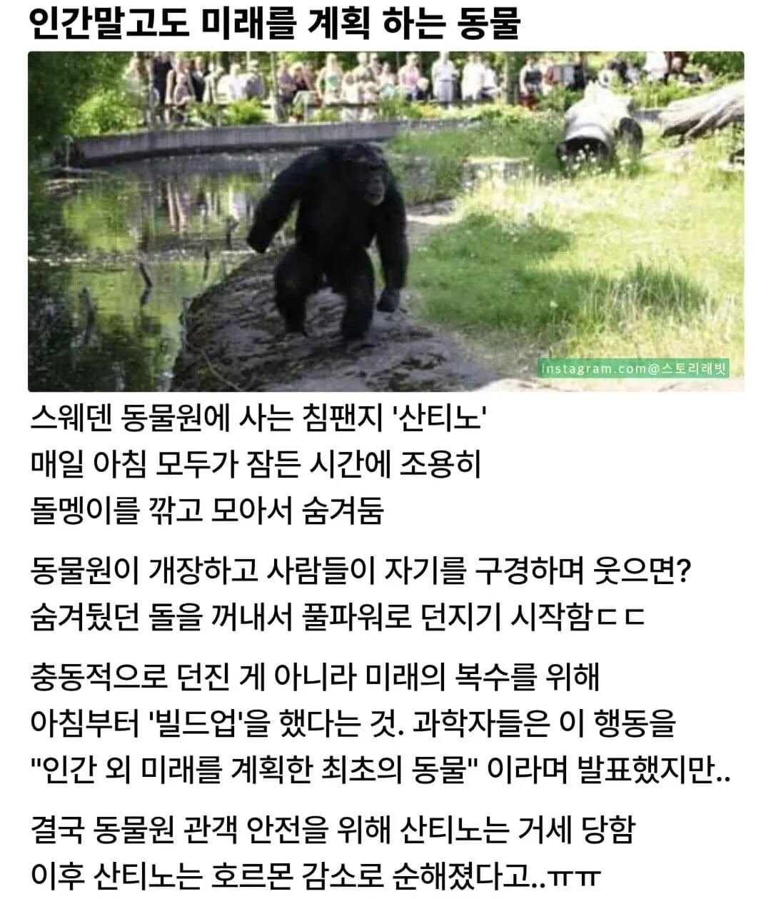 미래를 계획하는 동물 | 인스티즈