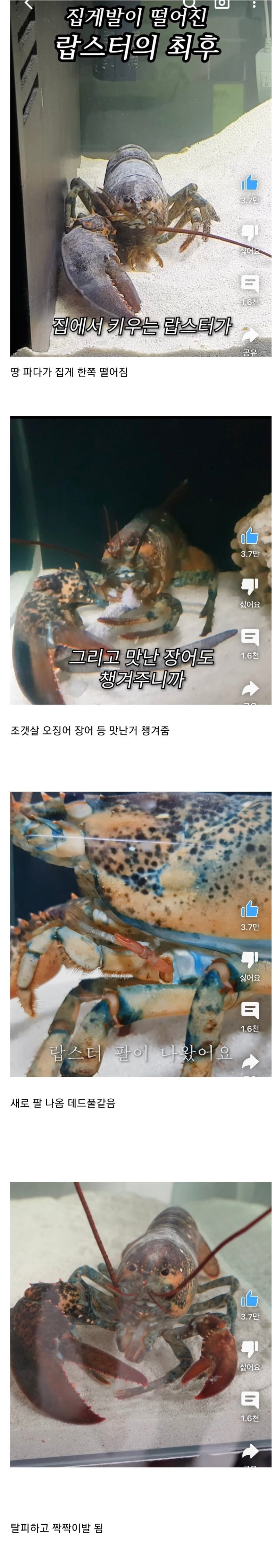 집게발이 떨어진 랍스터의 최후 | 인스티즈
