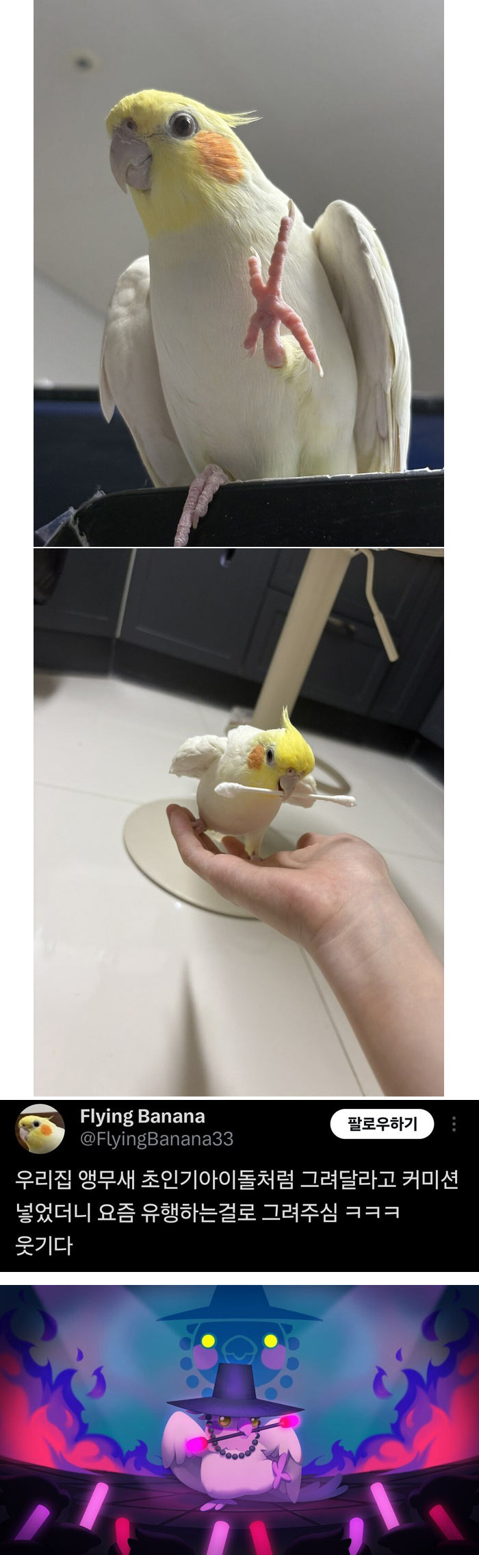 울집 앵무새 초인기아이돌처럼 그려주세요 | 인스티즈