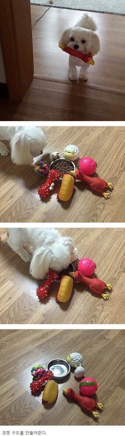 개가 밥을 잘 안먹어요 ㅠ | 인스티즈