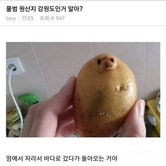 물범 원산지 알아? | 인스티즈