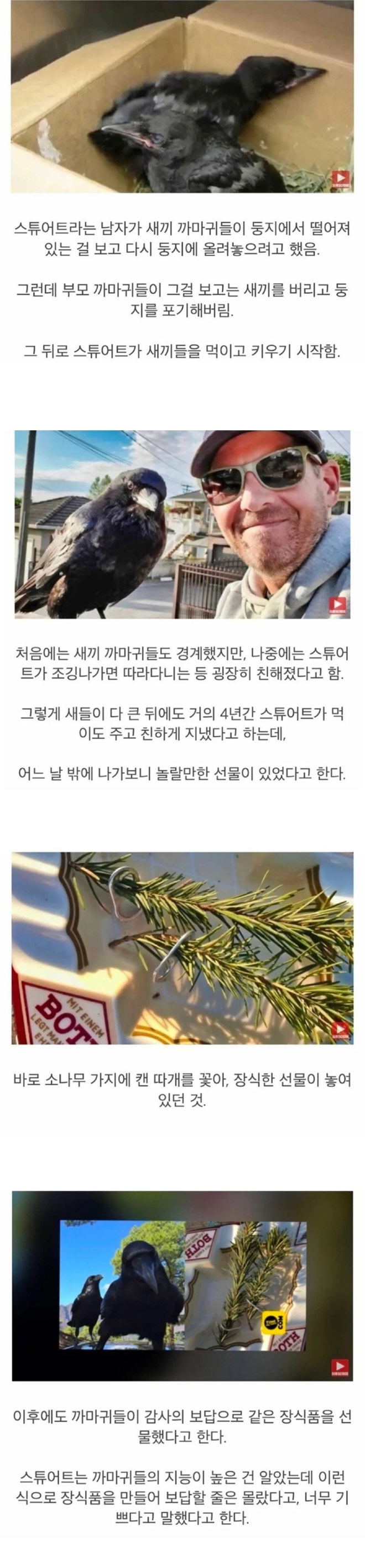 까마귀를 구해줬더니 | 인스티즈