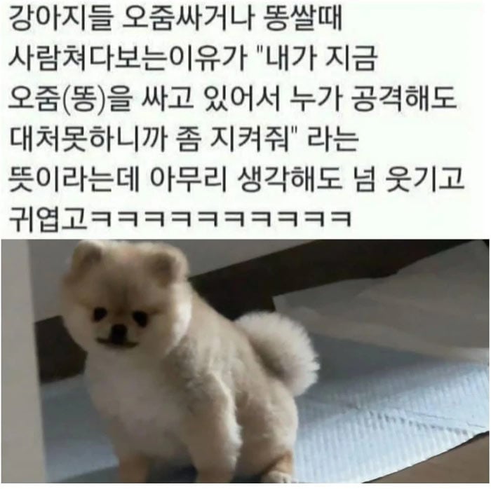 개가 X쌀때 사람 쳐다보는 이유 | 인스티즈
