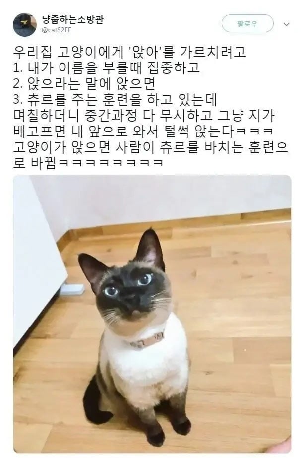 앉아를 가르친 결과 | 인스티즈