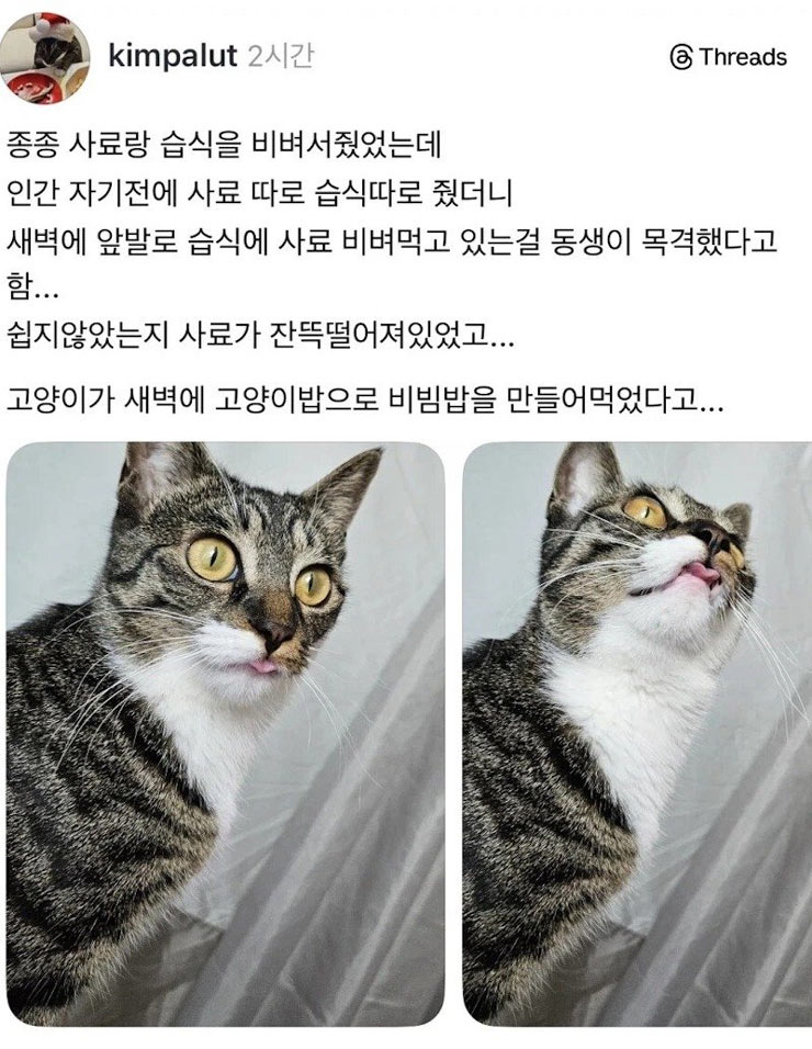 비빔밥 먹는 냥 | 인스티즈
