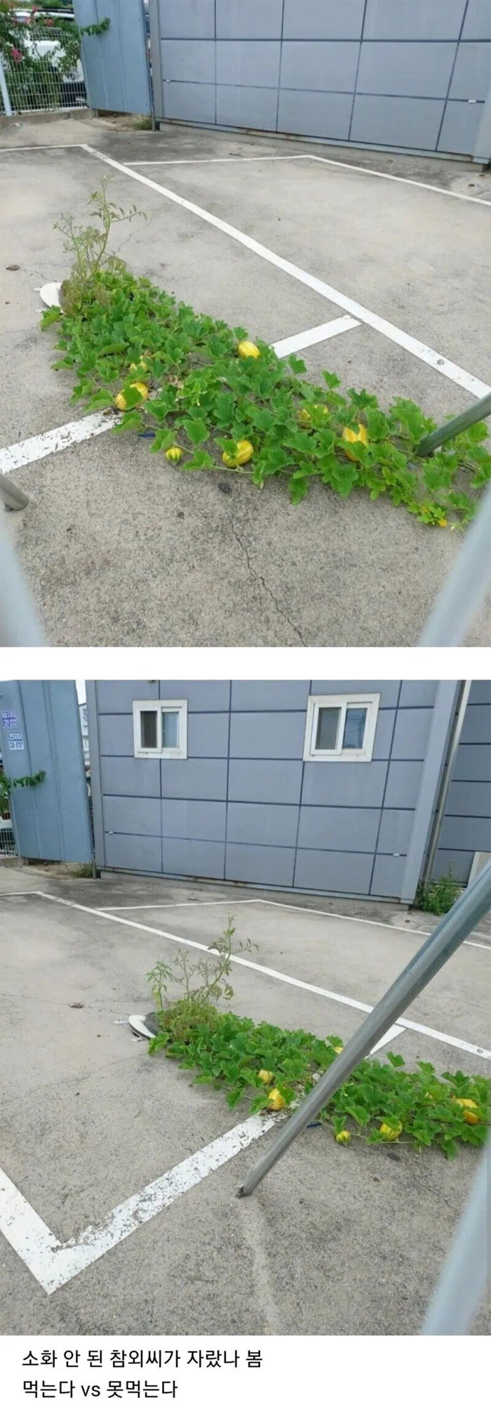 저 참외 먹는다 안먹는다 | 인스티즈