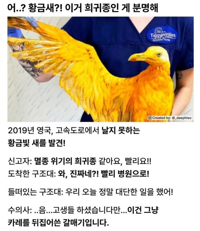 영국에서 희귀종 새 발견 | 인스티즈