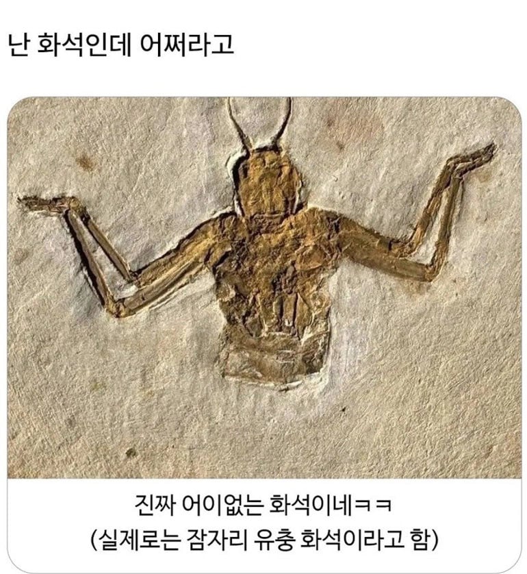 어쩔 화석 | 인스티즈