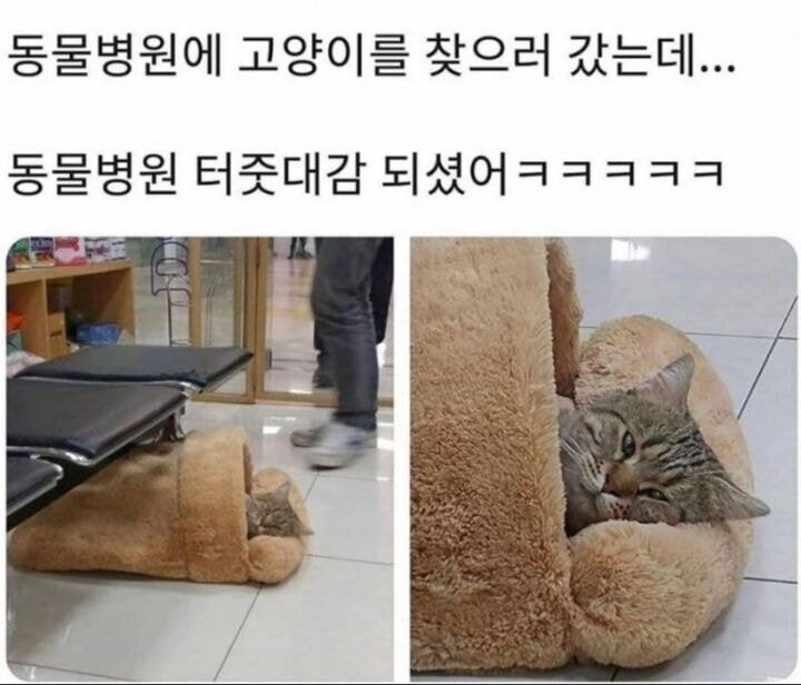 일주일만에 고양이 찾으러 감 | 인스티즈