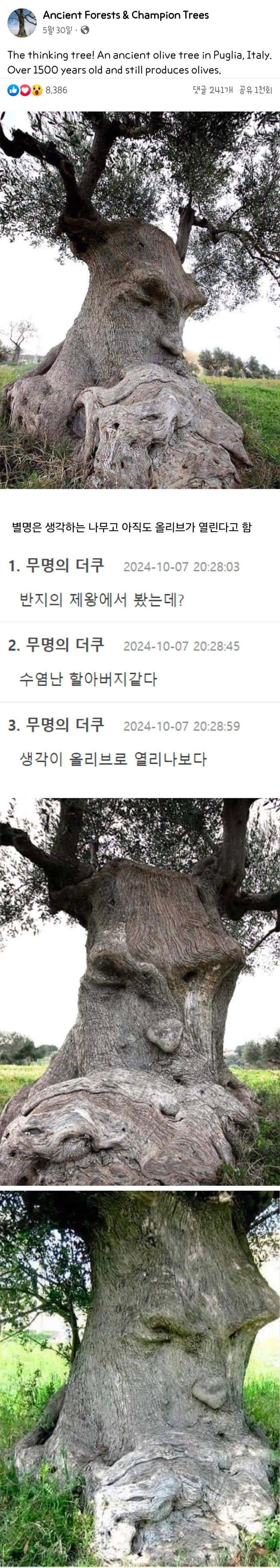1500년된 이탈리아 올리브나무 | 인스티즈